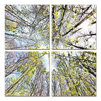 Branches to Sky - California Wall Art
 - 1