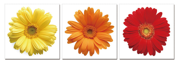 Daisies - Colors - California Wall Art
 - 1