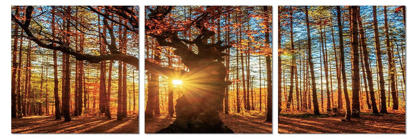 Trees and Sun - California Wall Art
