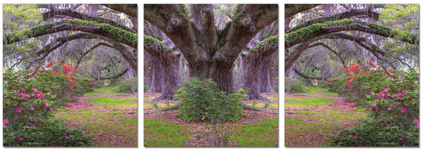 Louisiana Trees - California Wall Art
 - 1