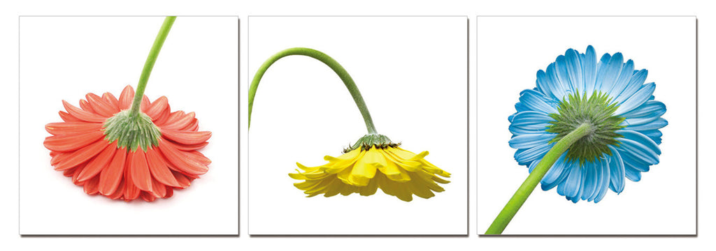 Color Daisies - California Wall Art
 - 1